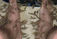 Gara ruffa fish/Doctor fish  manufacturer in China