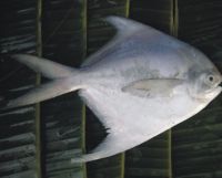 Silver Pompret