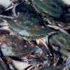 Sea Crab(portunid