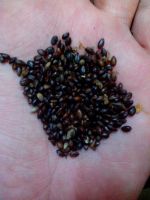 Black Currant