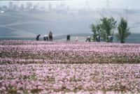 Saffron WholeSale