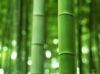 Bamboo Fibre