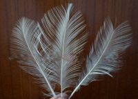 Burnt Goose Nageoires Feather 6&amp;quot; up from China