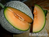 Muskmelon