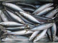 Chub Mackerel (Scomber Japonicus)