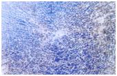Toughened Glass