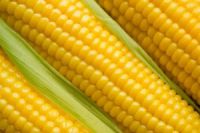 Yellow Maize Corn