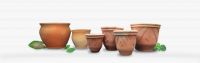 Terracotta Pots