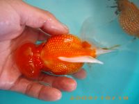 Pearscale Goldfish