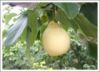 sell pear