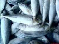 Frozen Fish