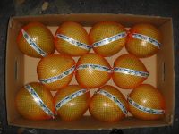 pemolo