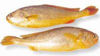 Yellow Croaker