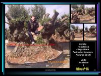 Millenarian olive trees in pallet