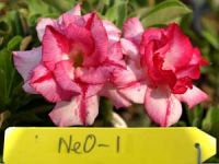 Exotic Adenium Double Flower # 001