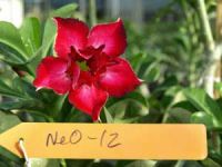 Exotic Adenium Double Flower # 012