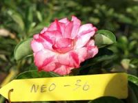 Exotic Adenium Double Flower # 036