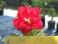 Exotic Adenium Double Flower # 098