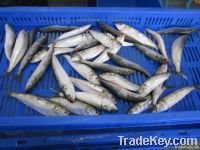 SARDINE W/R & HGT FOR