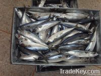 frozen seafood mackerel