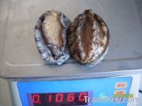 frozen abalone