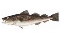 Pacific Cod HG