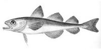Polar cod