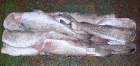 Alaska Pollock HG