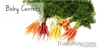 Baby Carrots