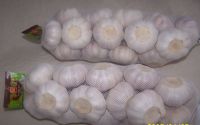 Fresh garlic normal white 5cm up