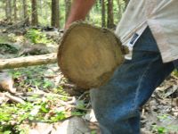 teak plantation