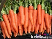 Chinese Fresh carrot