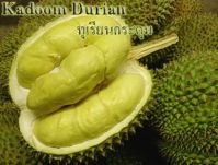 Durian (Mon Thong)