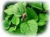 Medical herbs &amp; Aromatic spices