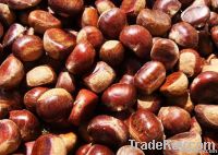 Chestnut
