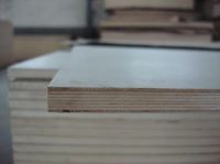 poplar plywood