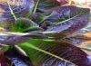 Cos Lettuce Importers,cos Lettuce Buyers
