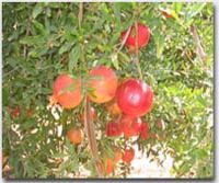 FreSh PomegRaNate