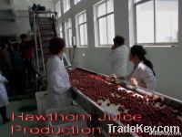 Hawthorn Juice Production Line
