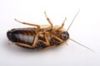 Cockroach Powder, Safest, Non-contaminating, Non