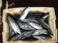 Mackerel