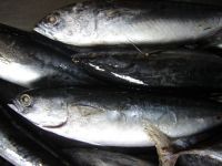 Bonito/Thunnus Thynnus