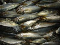 Horse Mackerel
