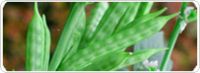 Guar Gum