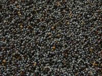 Blue Poppy Seeds, Crop 2009