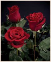 Fresh Cut Roses