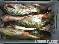 Yellow croaker / Corvina rubia