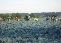 Yuanshou frozen broccoli 