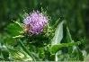 Milk Thistle plant extract