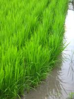 Long Grain White Rice (South East